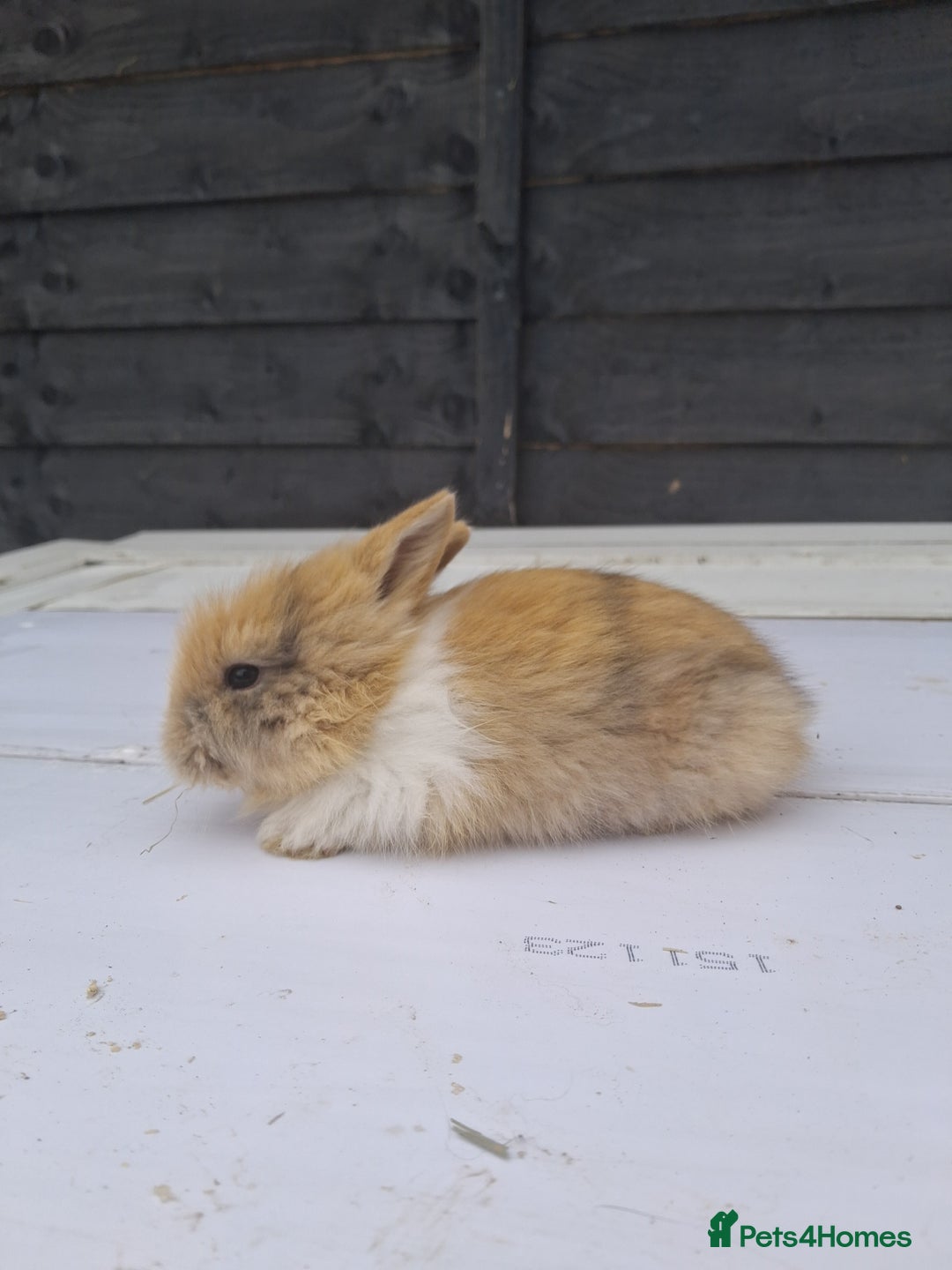 Lionhead rabbits for sale: Lionhead  - Image 6