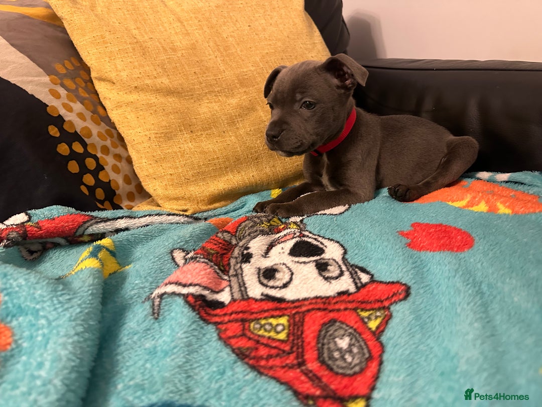 Staffordshire Bull Terrier dogs for sale: KC ⭐️Champion⭐️ bloodline Staffy Ready to leave - Advert 23