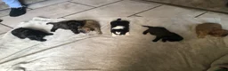 Shih Tzu dogs for sale: 6 beautiful shih tzu puppies for sale  - Advert 4