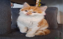 Mixed Breed cats for sale: Gorgeous Chunky Kittens  - Image 26