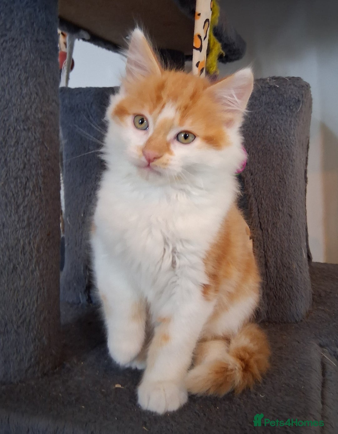 Mixed Breed cats for sale: Gorgeous Chunky Kittens  - Image 26