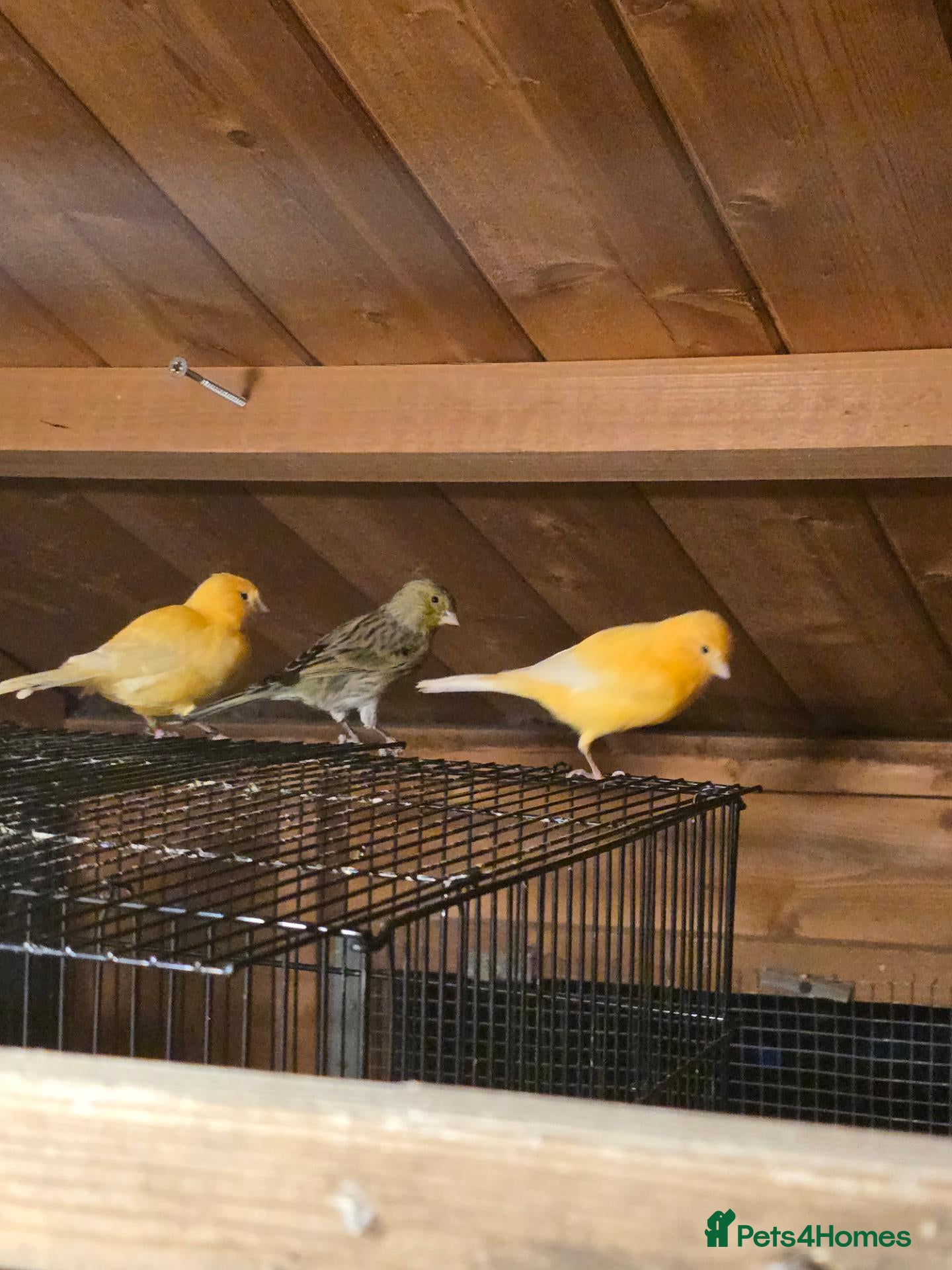 Canaries birds Beautiful Canaries for Sale - Advert 3