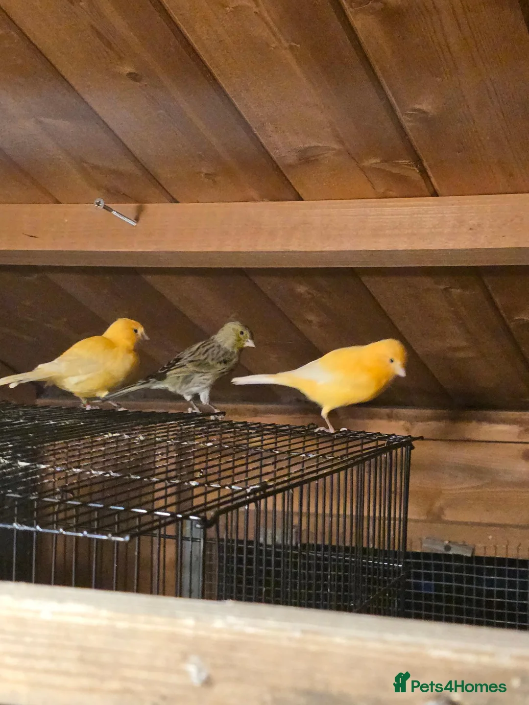 Canaries birds for sale: Beautiful Canaries for Sale in London - Advert 1
