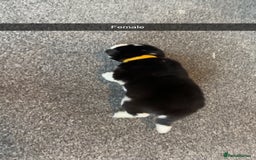 Siberian Husky dogs for sale: Beautiful husky pups 🔥 only 3 male pups left 🔥 - Advert 28