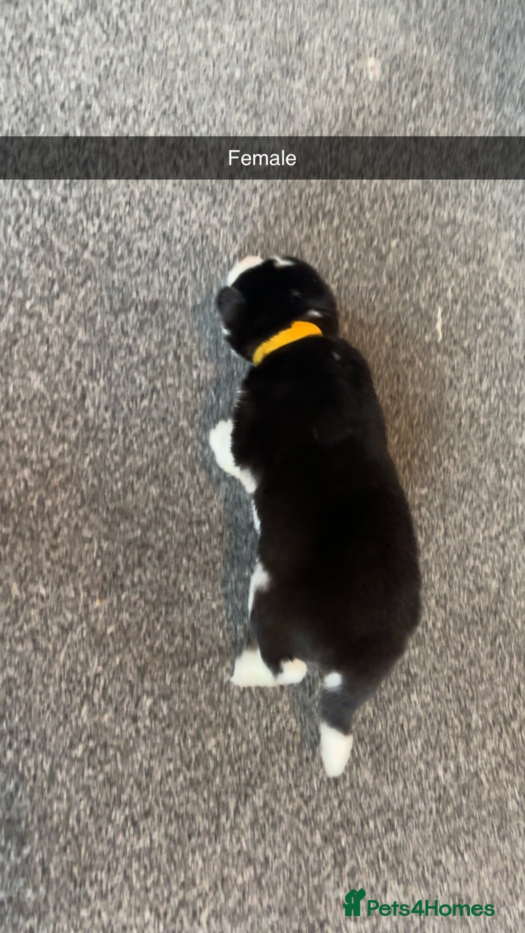 Siberian Husky dogs for sale: Beautiful husky pups 🔥 only 3 male pups left 🔥 - Advert 28