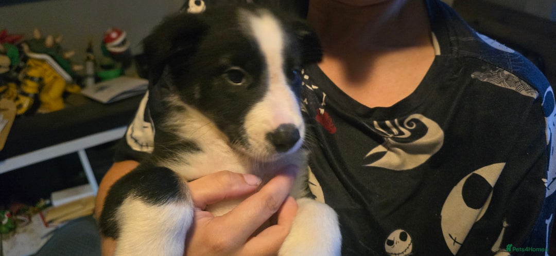 Border Collie dogs for sale: 9 border collie pups  - Image 5