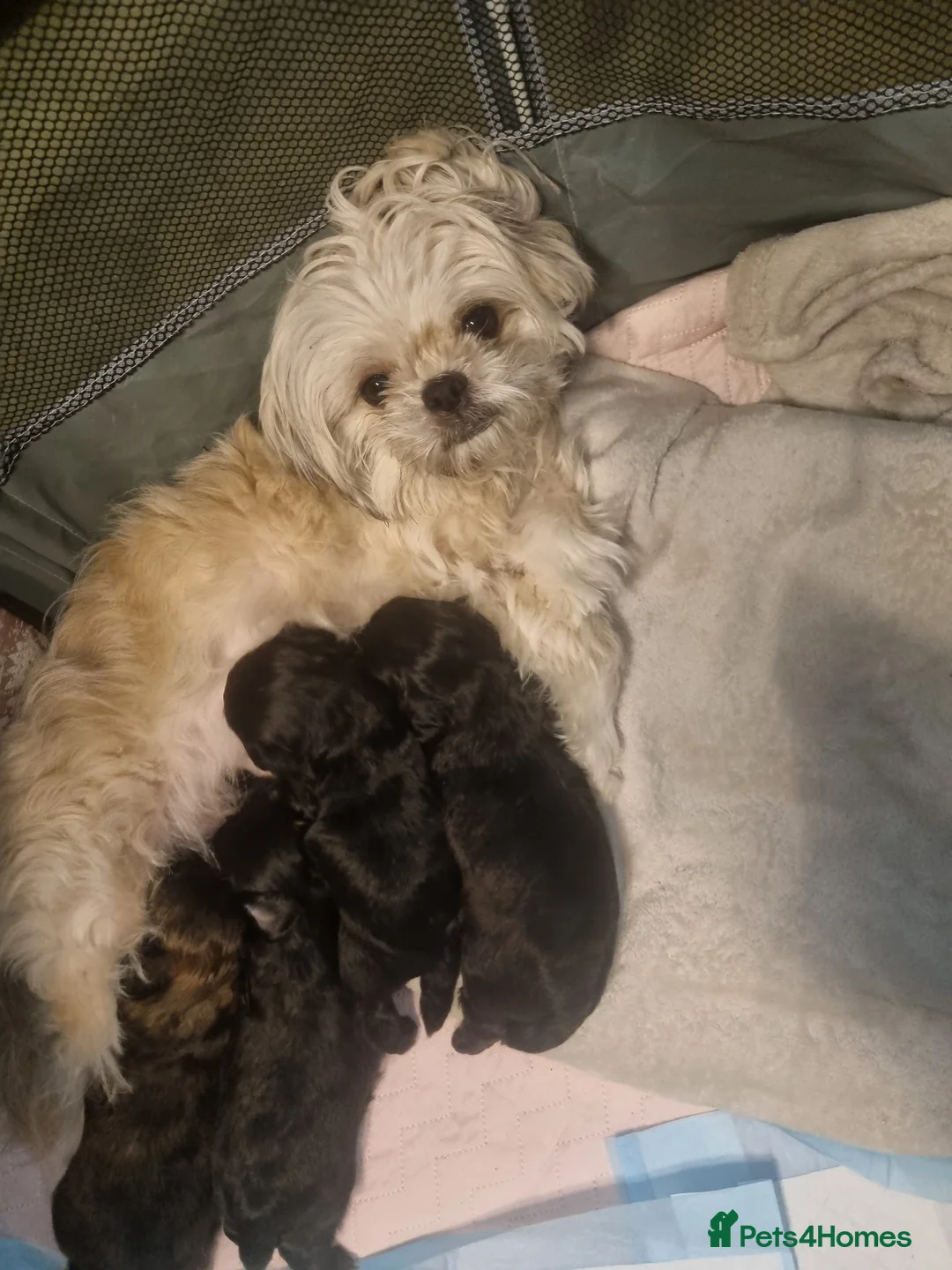Mixed Breed dogs for sale: Shihpoo pups  - Advert 2