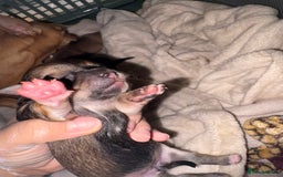 Chihuahua dogs for sale: chihuahua puppies for sale  - Image 5
