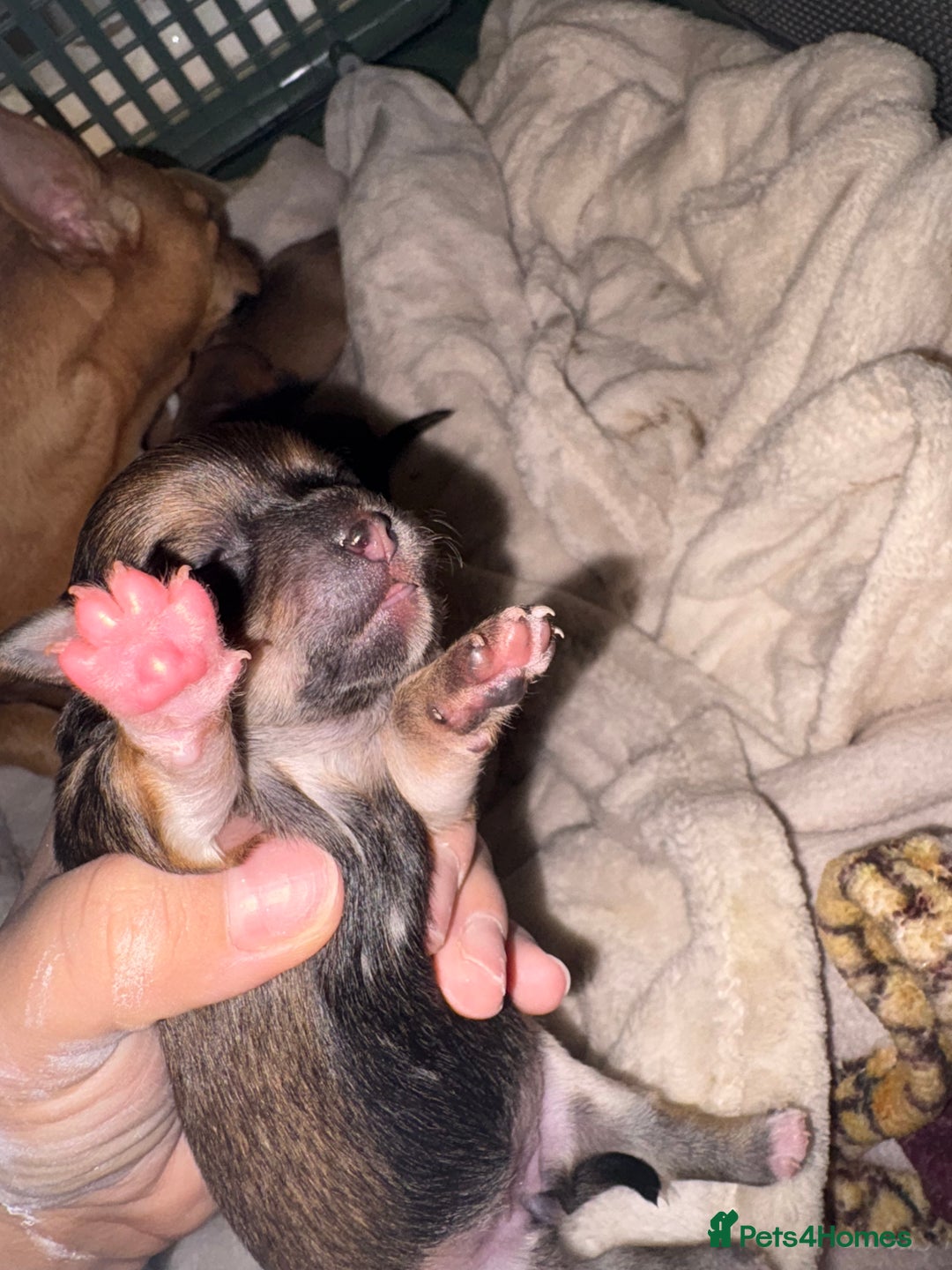 Chihuahua dogs for sale: chihuahua puppies for sale  - Image 5