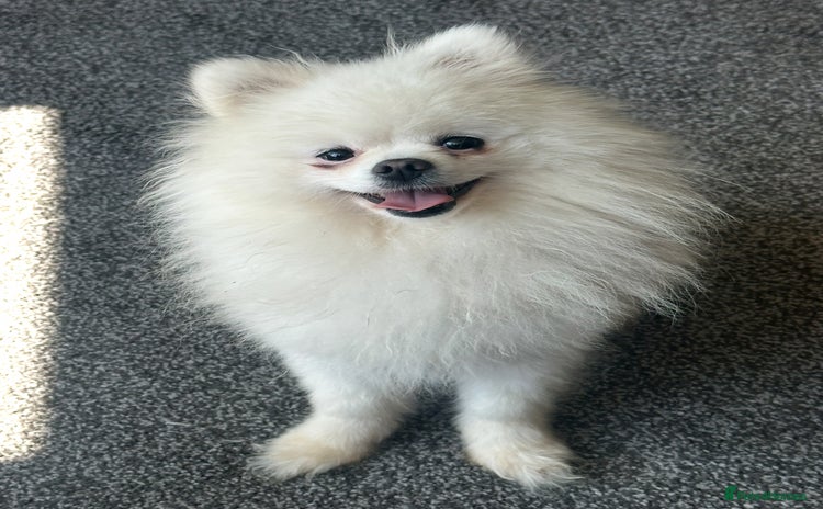 Pomeranian dogs - Advert 1