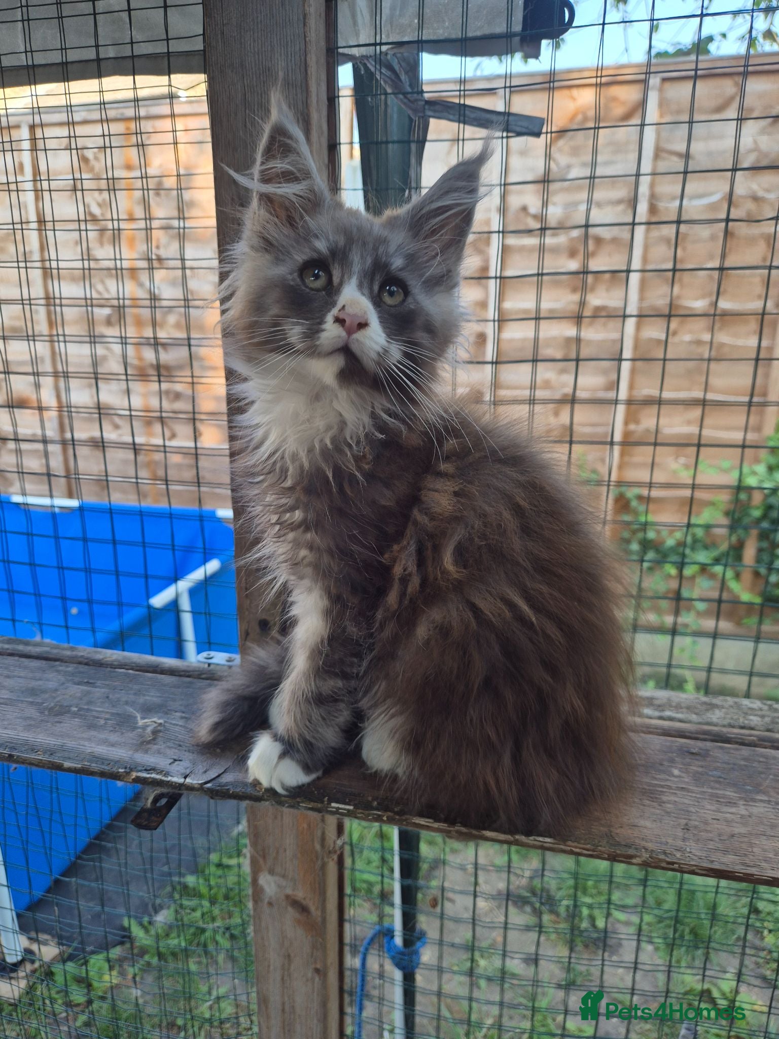 Maine Coon cats Amazing Maine Coon boys  - Advert 2
