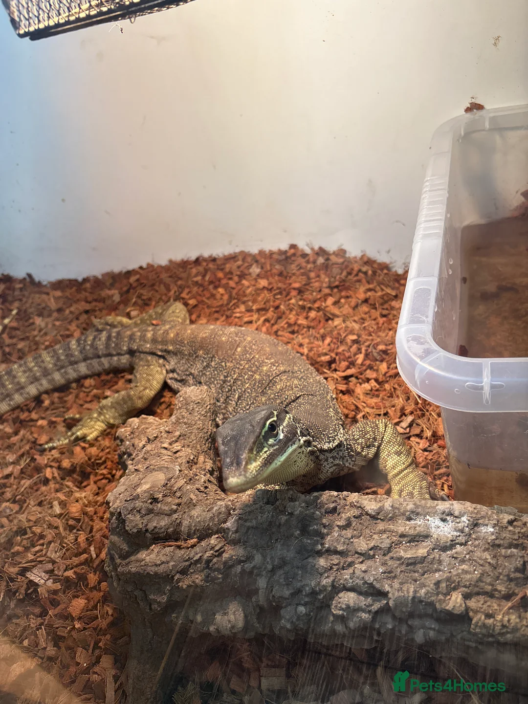 Monitor reptiles for sale: Male Nile monitor approximately 3years old - Advert 6