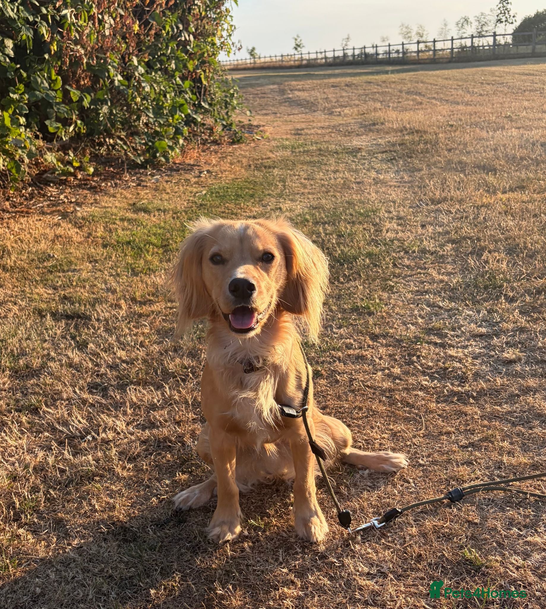 Cocker Spaniel dogs KC Reg Working Cocker Spaniel Dog - 13 Months - Advert 1
