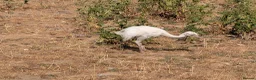 Mixed Breed livestock for sale: Rheas for sale, white and grey in Melton Constable - Advert 2