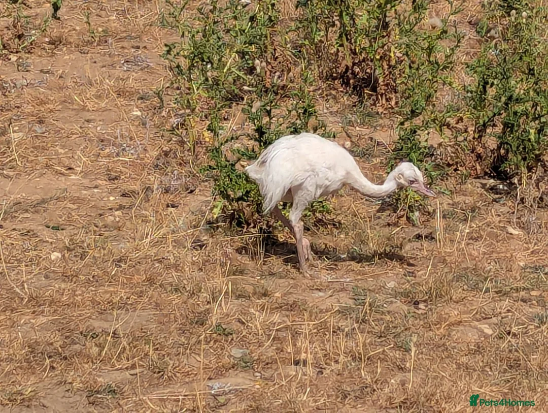 Mixed Breed livestock for sale: Rheas for sale, white and grey in Melton Constable - Advert 2