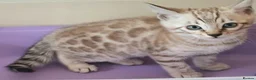 Bengal cats for sale: Bengals rare colours with clouded Leopard pattern - Advert 17