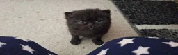 Mixed Breed cats for sale: Beautiful Black Ragdoll x Persian Kitten Ready Now in Barnsley - Advert 16