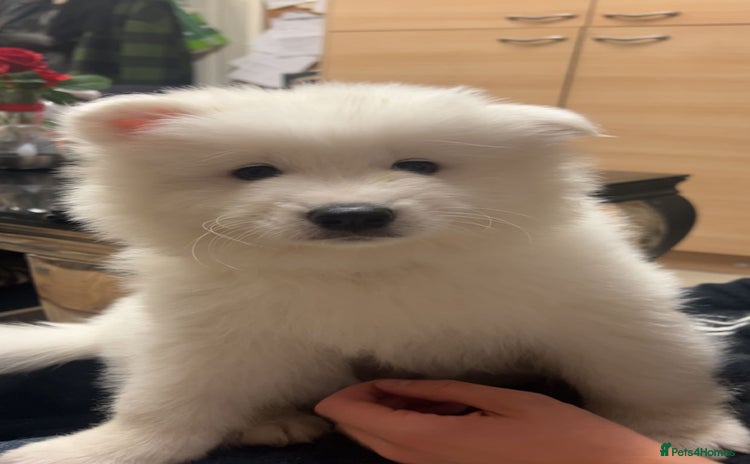 Samoyed dogs - Advert 1