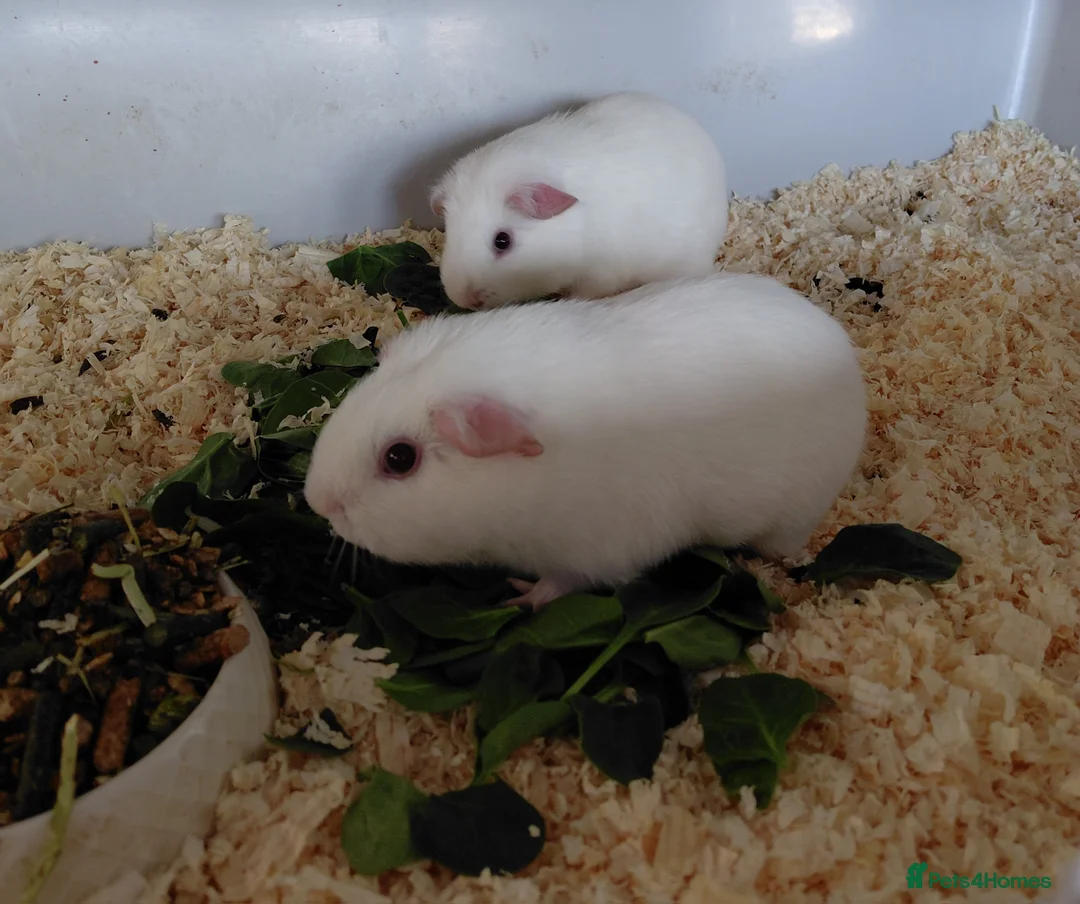 Guinea Pig rodents for sale: Pure breed guinea pigs  - Advert 2