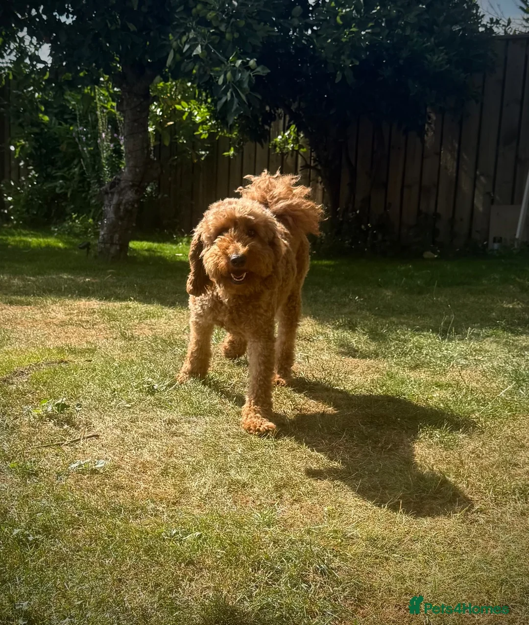 Mixed Breed dogs for sale: ❤️❤️ AUSTRALIAN GOLDENDOODLES ARE COMING SOON❤️❤️ in Northallerton - Advert 2