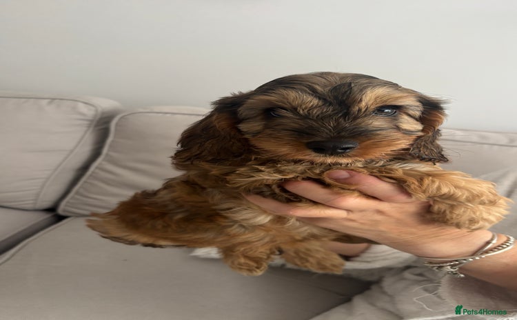 Cockapoo dogs - Advert 9