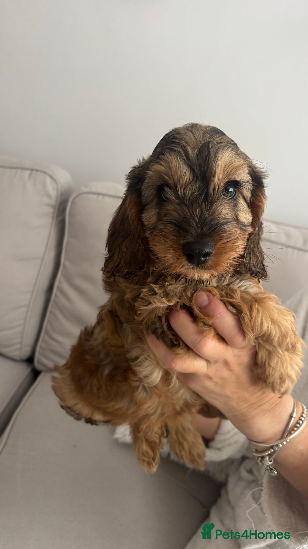 Cockapoo dogs for sale: 🐶 Adorable Cockapoo Puppies for sale! 🐾 - Image 1