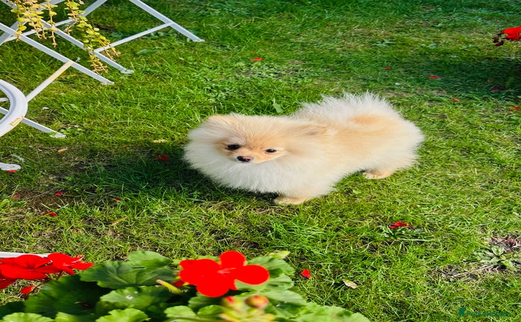 Pomeranian dogs - Advert 8