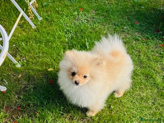 Pomeranian dogs - Advert 3