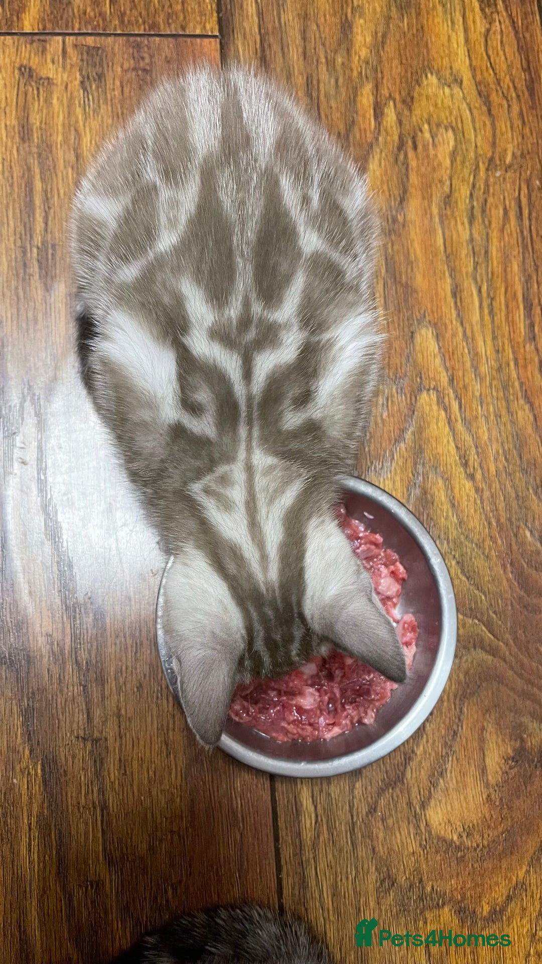 Bengal cats for sale: 🏡Stunning Tica registered Bengal Kittens  🐾 - Image 12