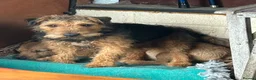 Lakeland Terrier dogs for sale: Lakeland puppies for sale in Builth Wells - Advert 7