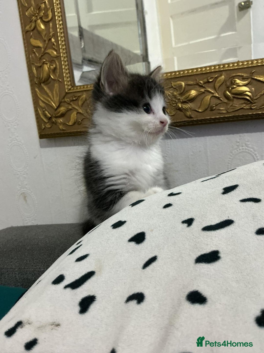 Mixed Breed cats for sale: Kittens  - Advert 7