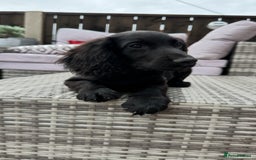 Cocker Spaniel dogs for sale: Cocker spaniel pups - Image 2