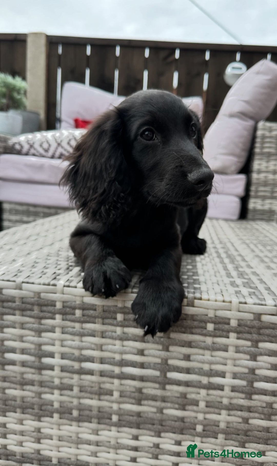 Cocker Spaniel dogs for sale: Cocker spaniel pups - Image 2