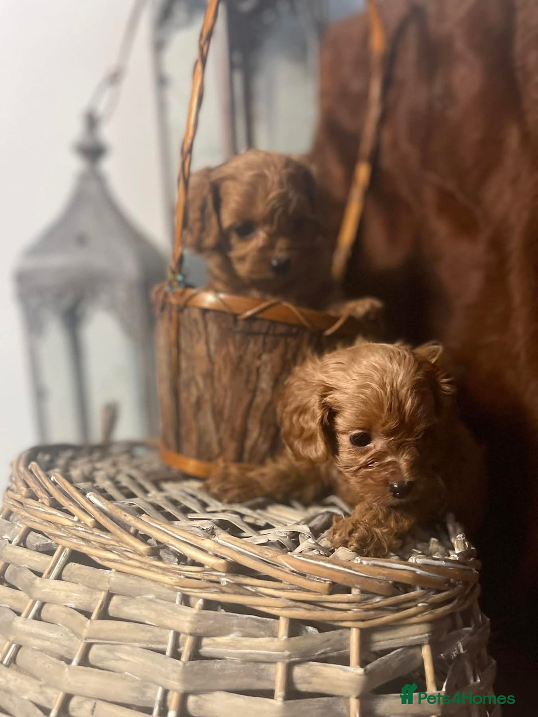 Cavapoo dogs for sale: Quality F1 Red Cavapoo Puppies (2 boys 2 girls) - Image 8
