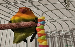 Lovebirds birds for sale: Lovebirds full set up  - Image 2