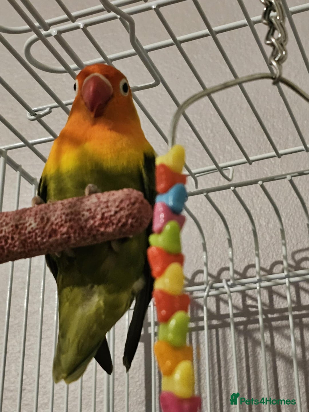 Lovebirds birds for sale: Lovebirds full set up  - Image 2