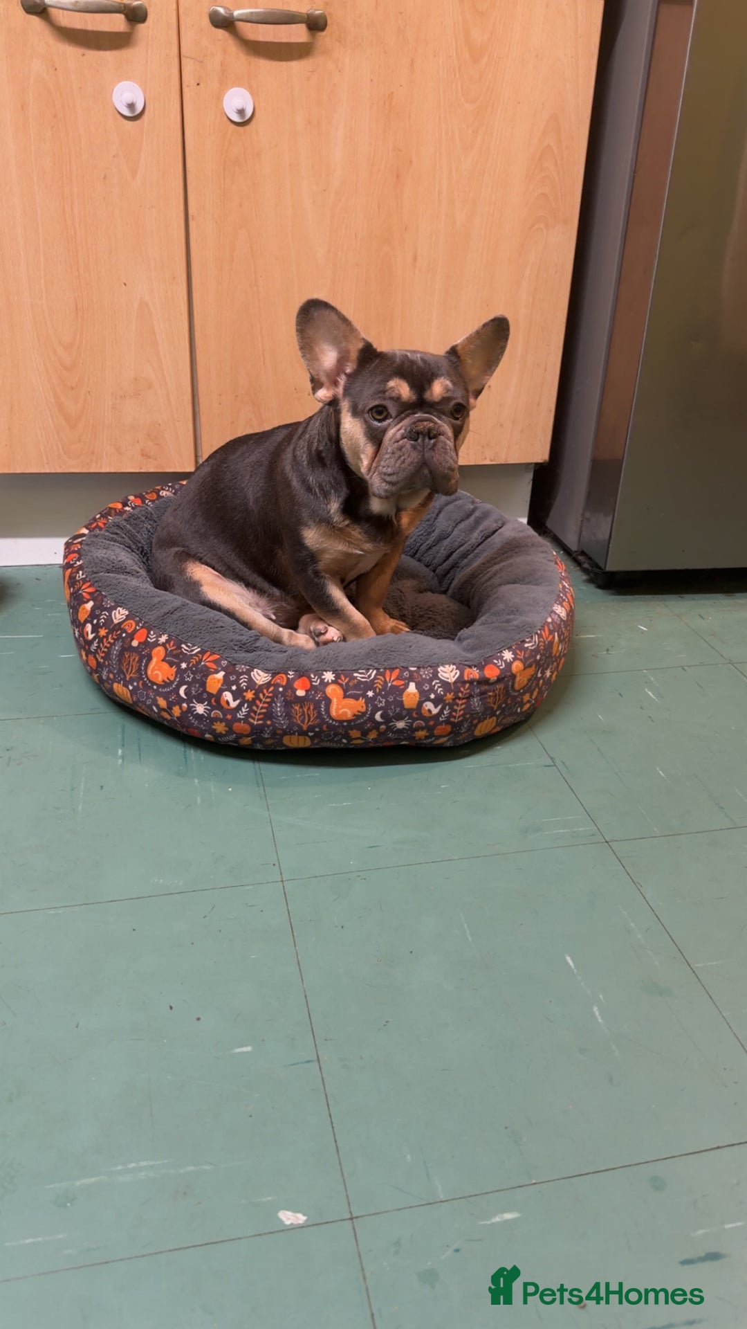 French Bulldog dogs for sale: Female French bulldog  - Advert 1