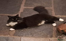 Maine Coon cats for sale: Maine Coon Kittens - Image 7