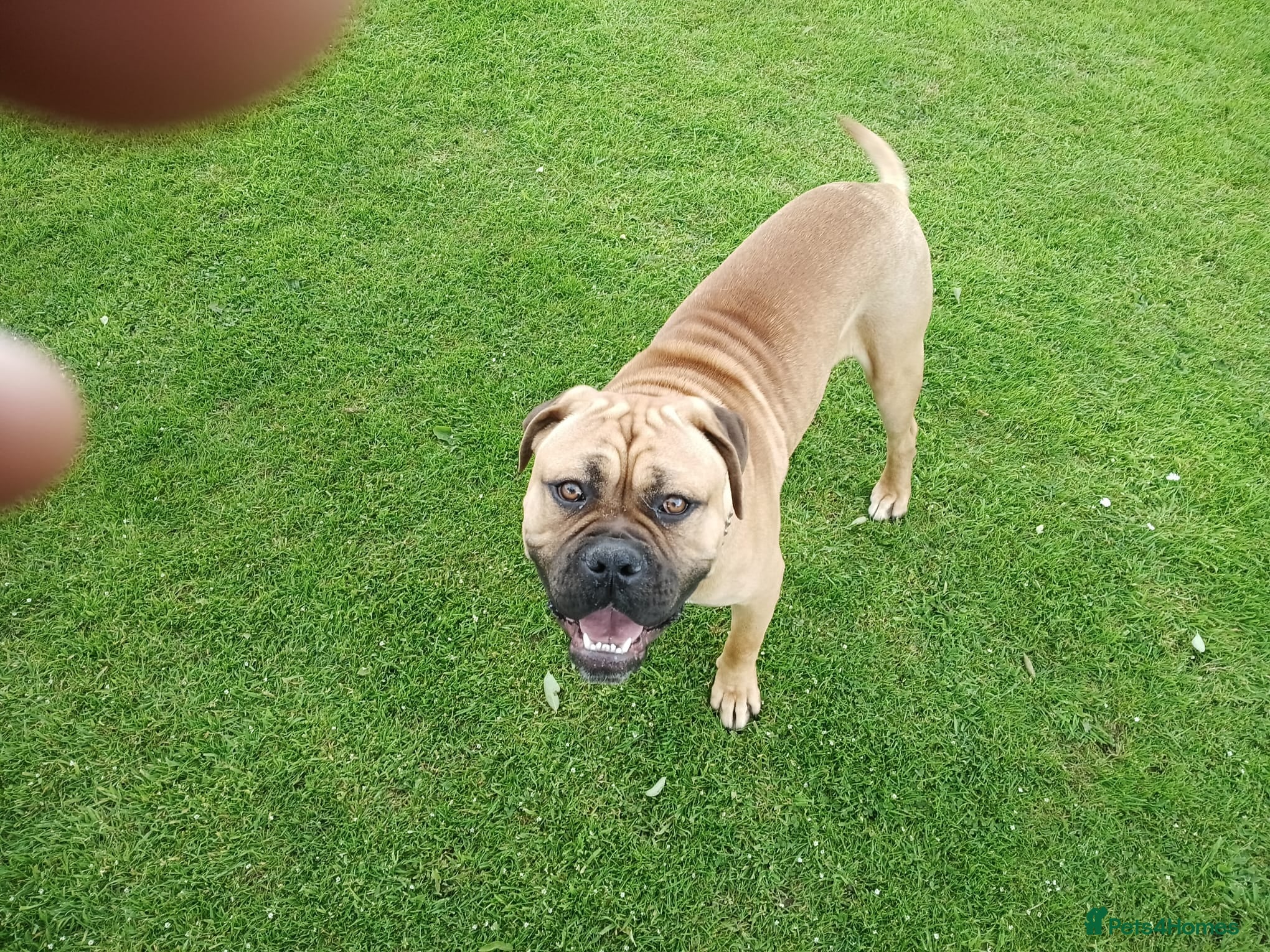 Mixed Breed dogs 9 month old mastiff for sale - Advert 17