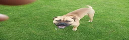 Mixed Breed dogs for sale: 9 month old mastiff for sale in Halifax - Advert 1