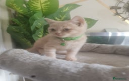 British Shorthair cats for sale: Adorable kittens  4 sweet home - Image 10