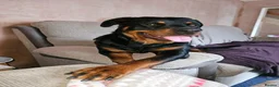 Rottweiler dogs for sale: Family-Raised Pedigree Rottweiler Puppies in Rotherham - Advert 12