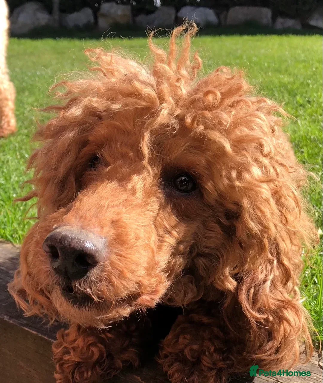 Goldendoodle dogs for sale: F1 Miniature Goldendoodle's 100% DNA Health-Tested - Image 7