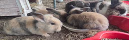 Mini Lop rabbits for sale: Mini lop x lionhead bunnies - Advert 1