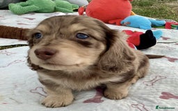 Miniature Dachshund dogs for sale: Long Haired Miniature Dachshund Pups - Ready Soon - Image 2