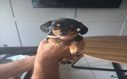 Chiweenie dogs for sale: Dolly  - Image 2