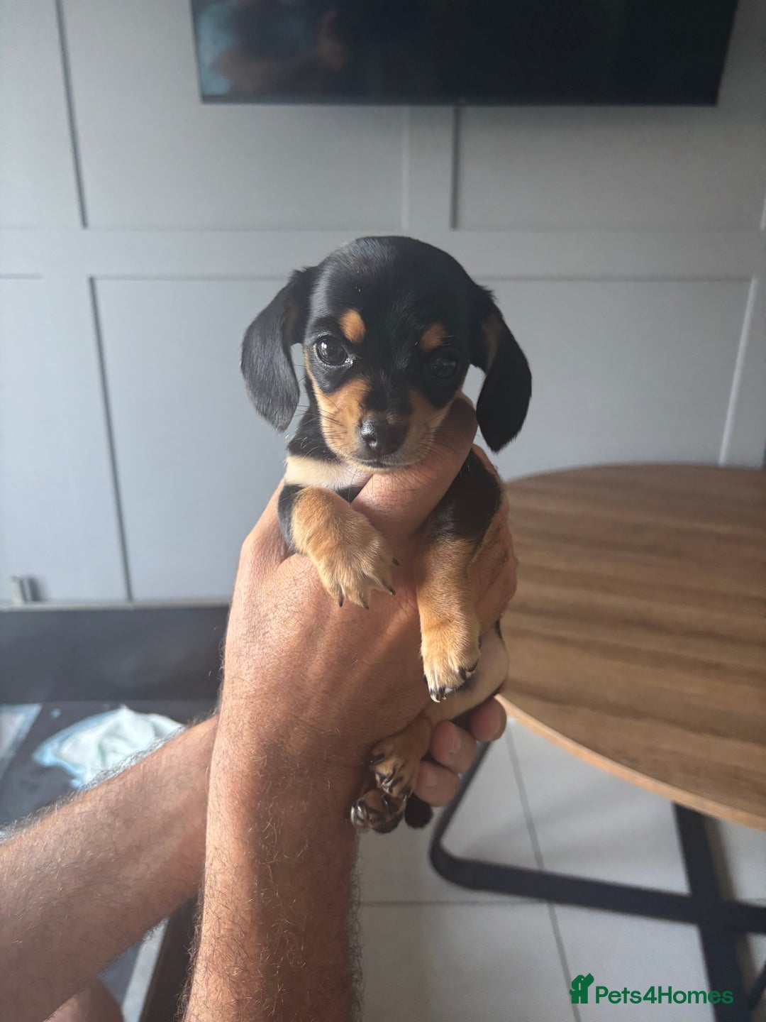Chiweenie dogs for sale: Dolly  - Image 2
