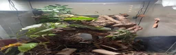 Gecko reptiles for sale: crested gecko and vivarium in Waterlooville - Advert 7