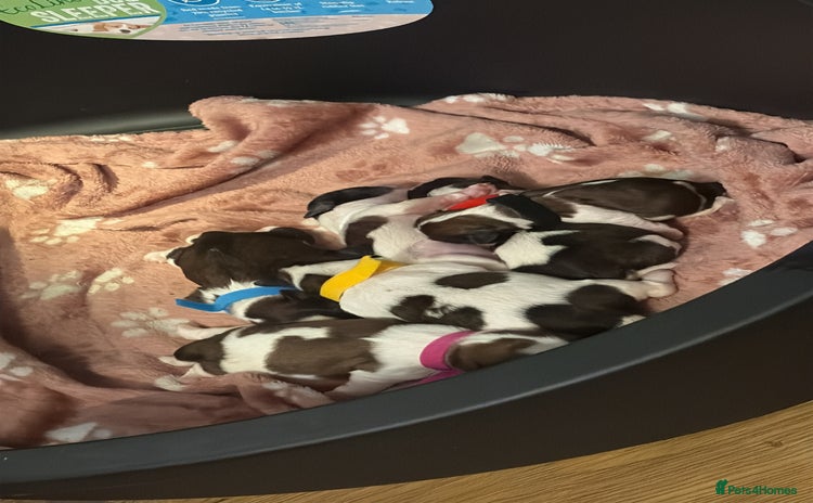Shih Tzu dogs - Advert 2