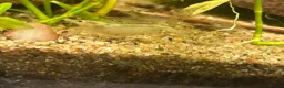 Shrimps fish for sale: Snowball/ white pearl shrimp  - Advert 2
